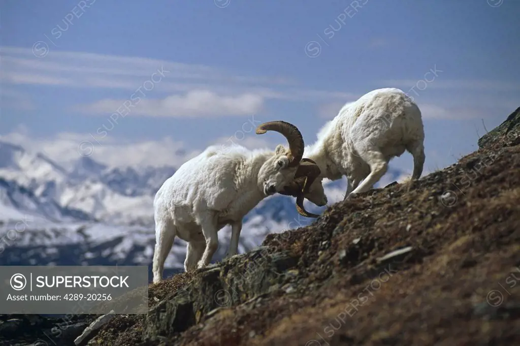 Dall Sheep Ram on Hillside Denali NP AK Alaska Range Interior