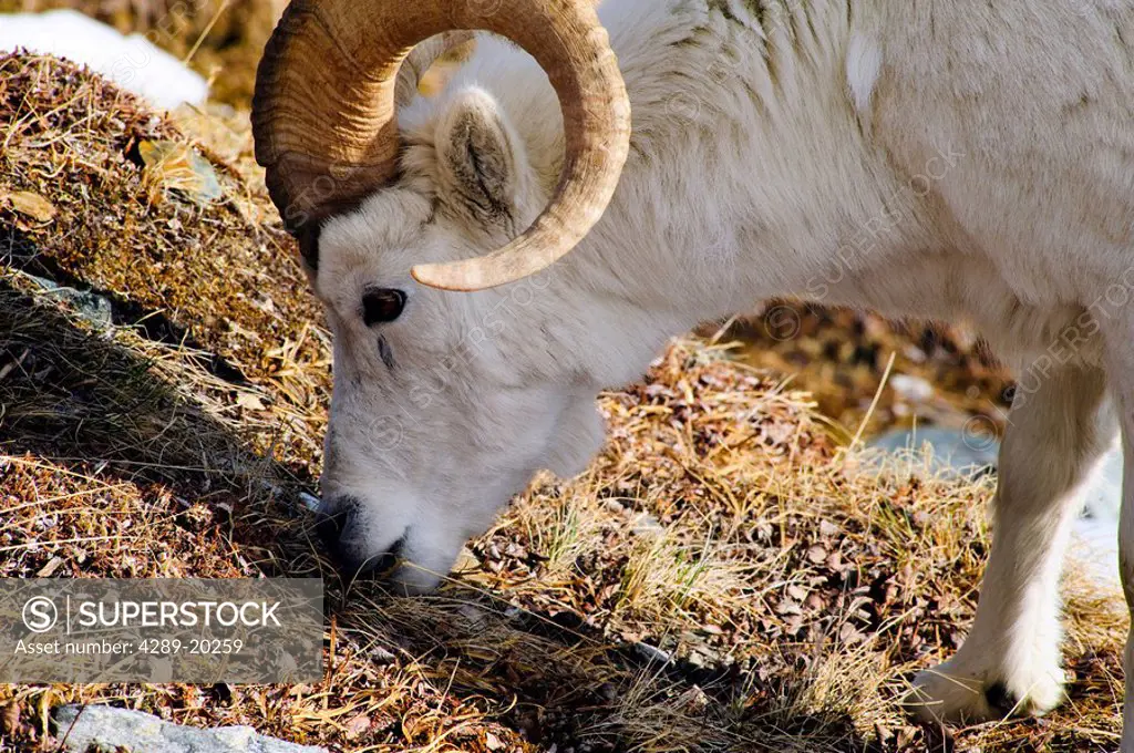 A close up of an adult ram Dall Sheep feeding on the tundra in Denali National Park, Interior, Alaska, Spring