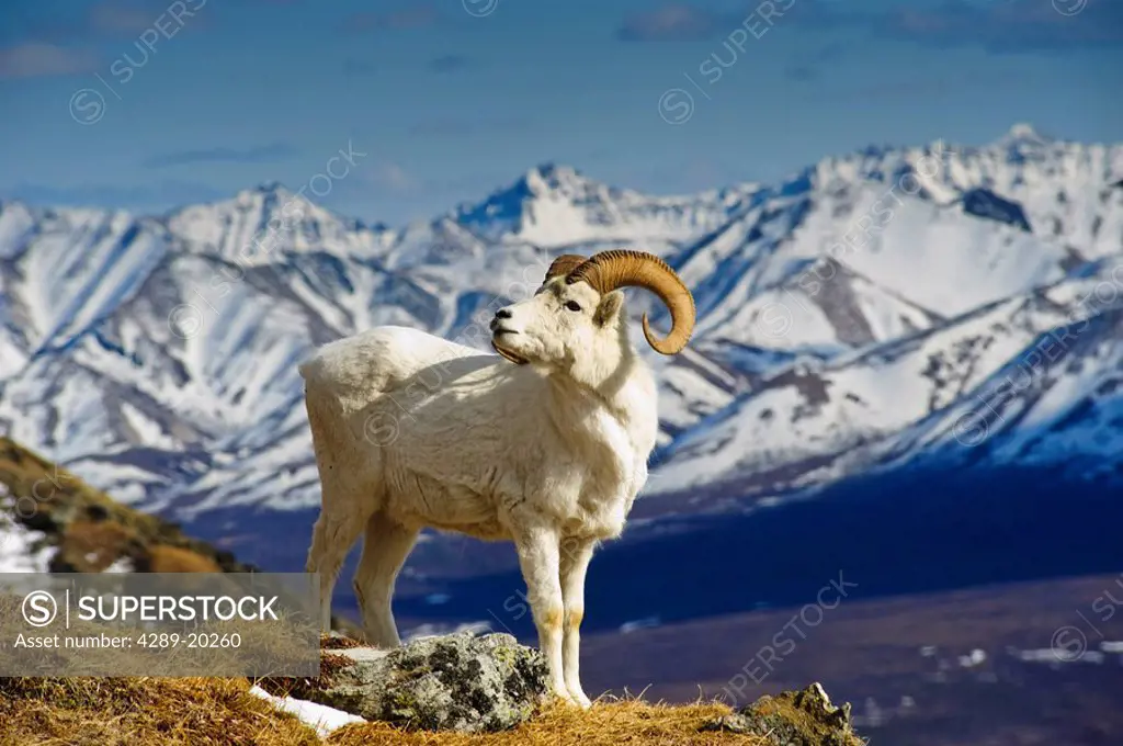 A young Dall sheep ram standing on Mount Margaret with the Alaska Range in the background, Denali National Park, Alaska, Spring