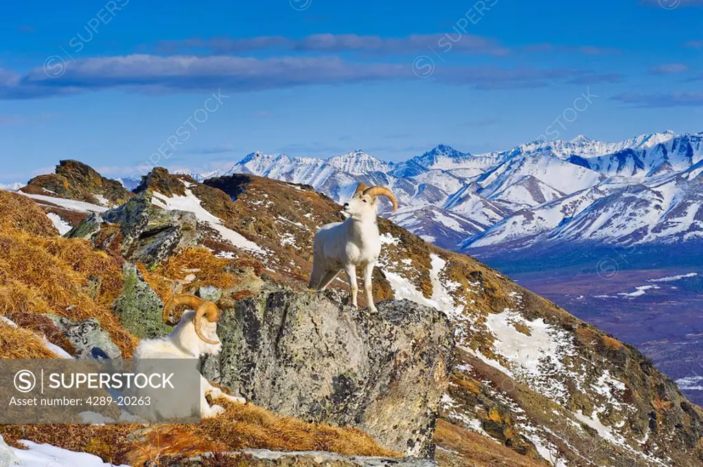 Two Dall sheep rams resting on a ridge with the Alaska Range in the background, Denali Natonal Park, Interior, Alaska, Spring