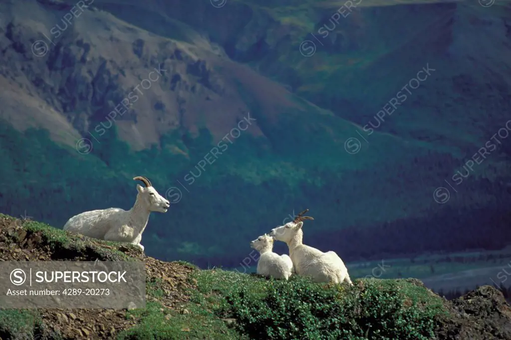 Dall Sheep Ewes & Lamb Resting on Ridge Denali NP AK IN Summer AK Range