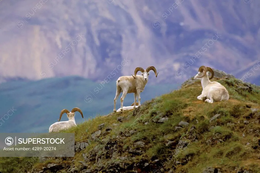 Dall Sheep Rams on Ridge Denali NP IN Alaska Summer Polychrome Pass