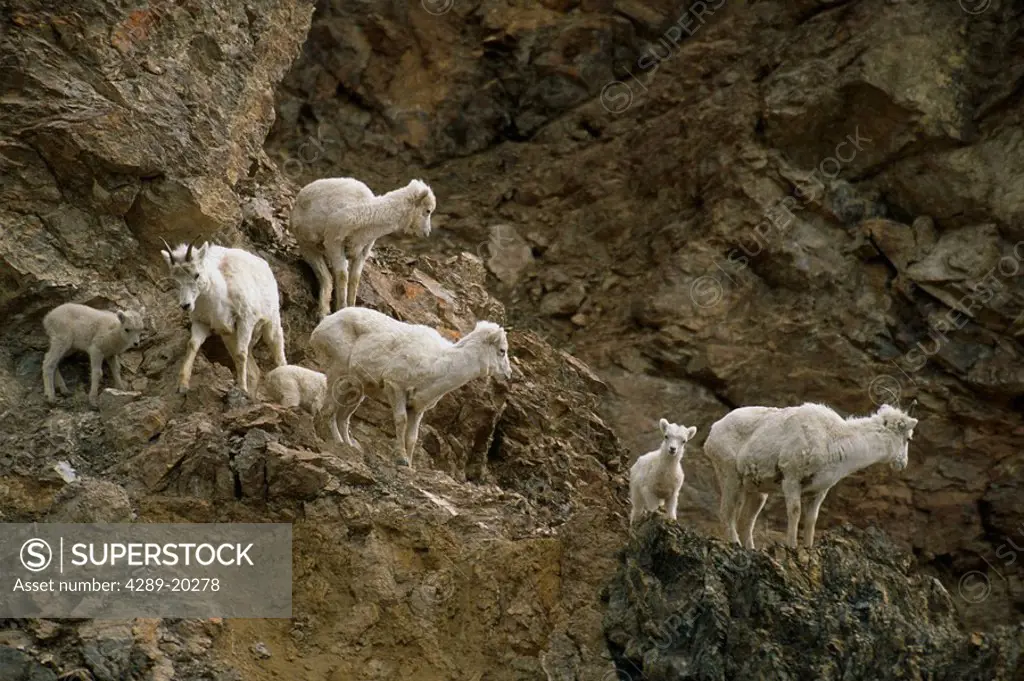 Dall Sheep Ewes & Lambs on Cliffs near Toklat River AK IN Denali NP Summer
