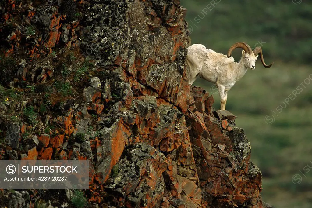 Dall Sheep Ram Perched on Rock Ledge Denali NP IN AK Summer
