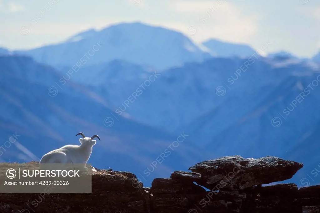 Dalls sheep ewe bedded down a on ridge with the Alaska Range in the background, Primrose Ridge, Denali National Park, Alaska, Interior