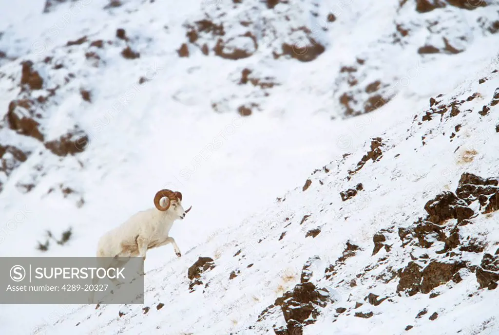 Dall Sheep ram climbing a ridge in snow above Falls Creek, Chugach State Park, Chugach Mountains, Southcentral, Alaska