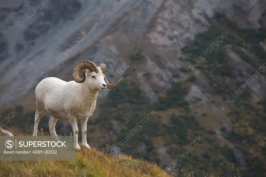 Dall Sheep standing on a ridge with mountain background, Mount Margaret, Denali National Park, Alaska