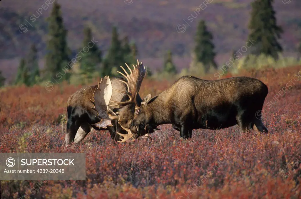 Bull Moose fighting fall rut Denali Natl Park Interior AK fall scenic
