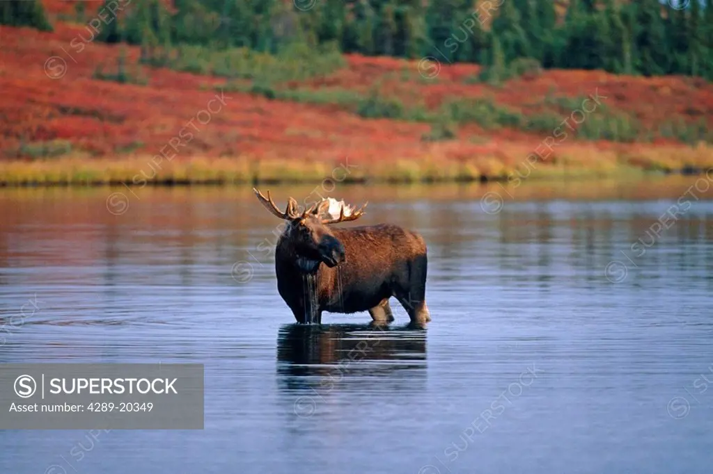 Bull moose feeds in tundra pond Denali NP IN AK Fall