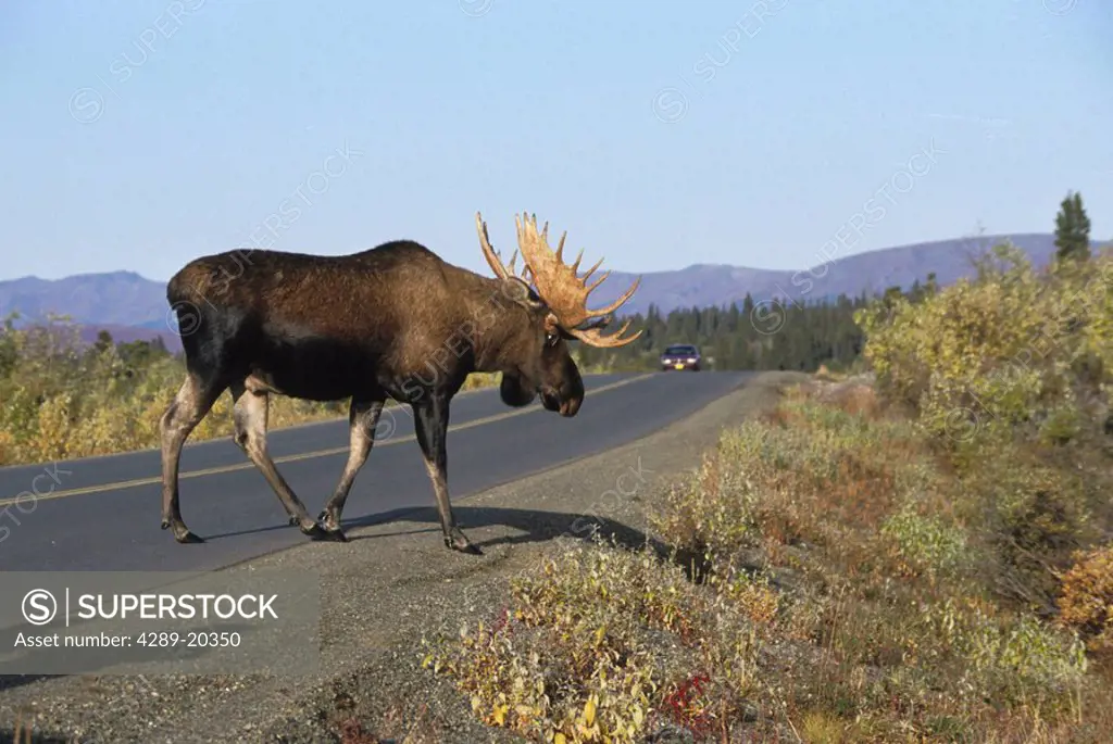 Bull Moose Crossing Road Fall Denali NP Interior AK