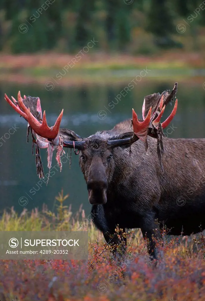 Bull Moose with velvet Tundra Pond Denali NP Int AK fall scenic