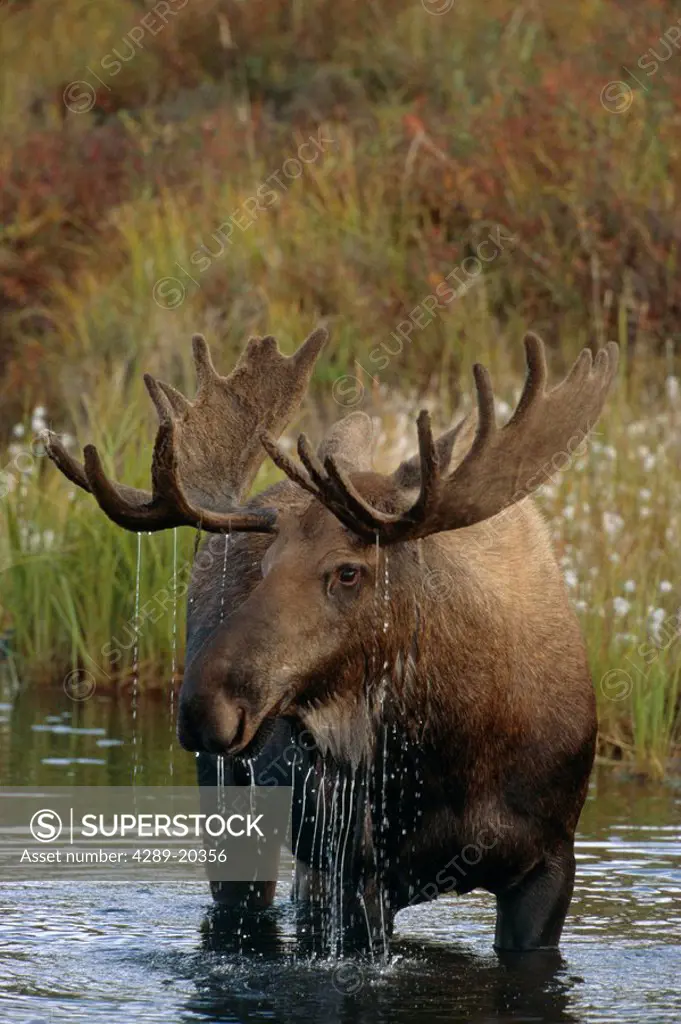 Bull Moose in Pond near Eielson Visitor Center AK IN Denali NP Summer