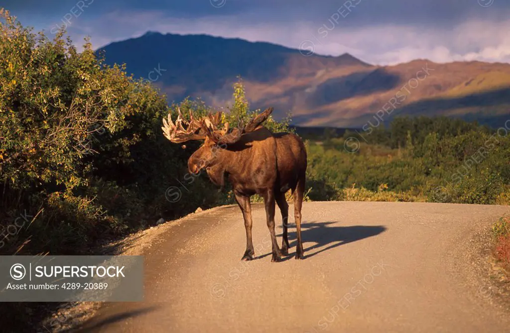 Bull Moose on the Park Road Denali National Park INT AK Summer Scenic