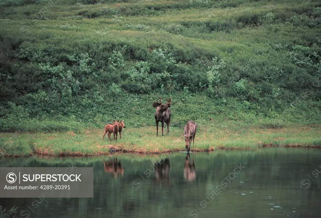 Moose Family by Lake Shore Interior Alaska Summer