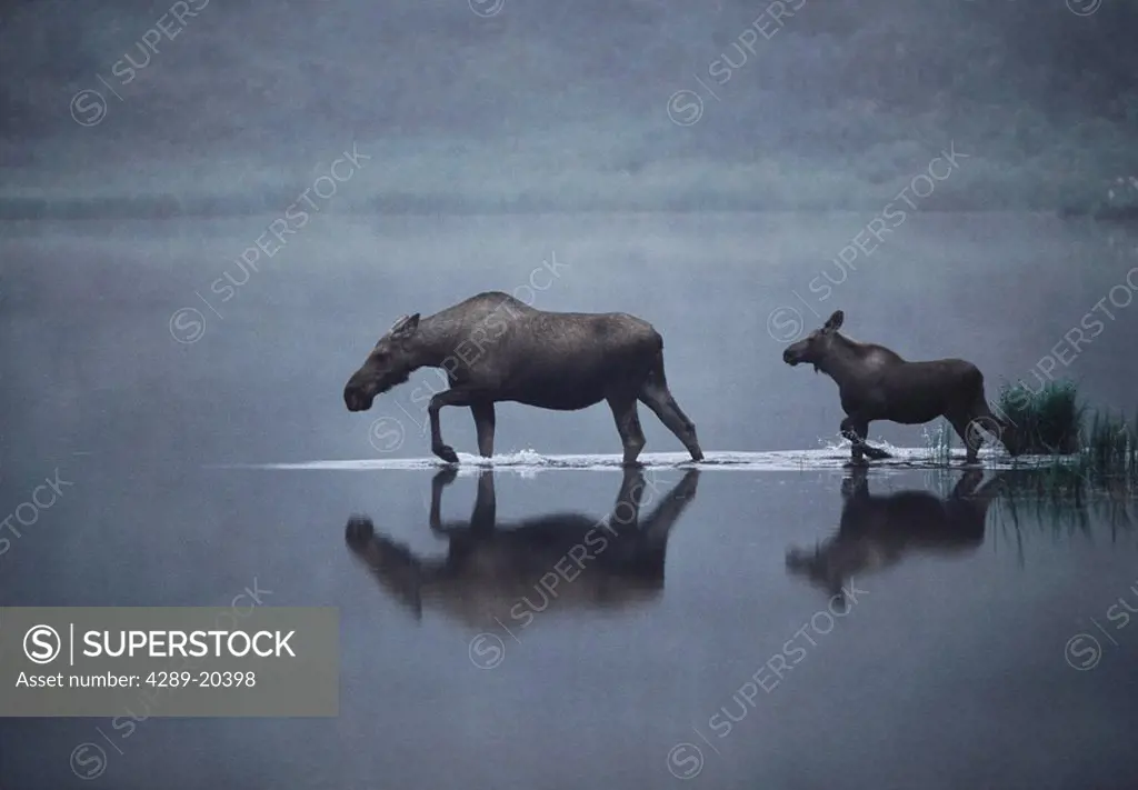 Cow & calf moose wade into Kettlehole Pond @ sunrise to feed Denali National Park Interior Alaska Summer