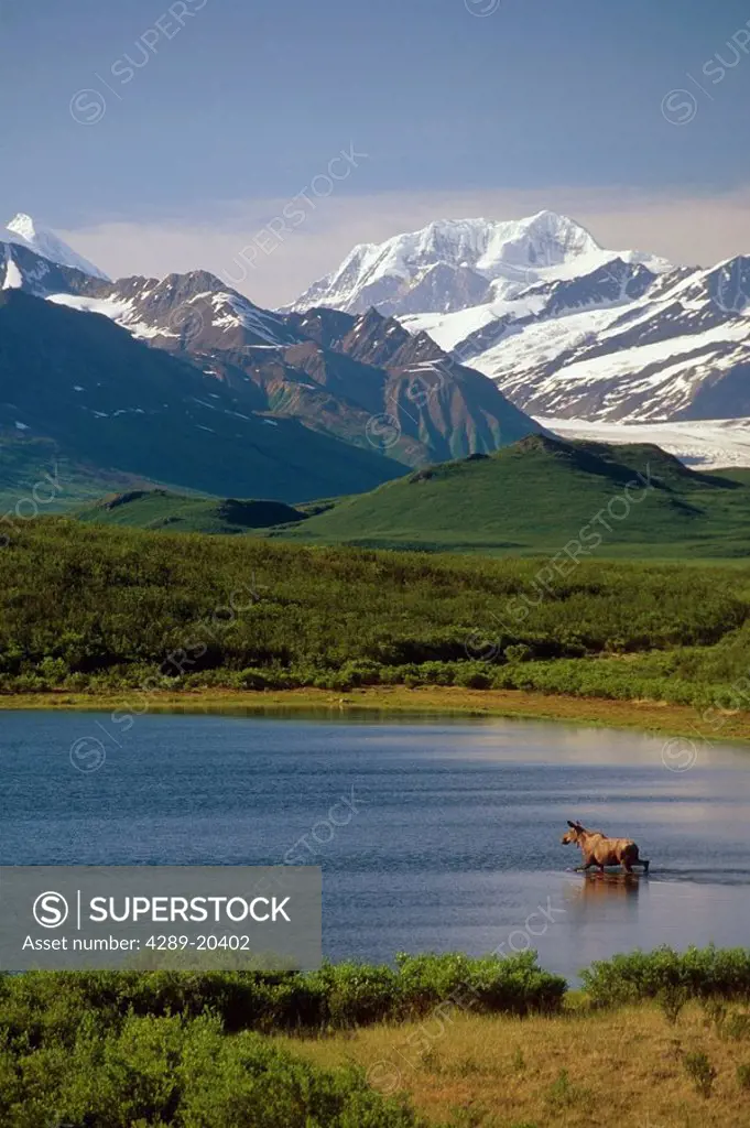 Moose Standing in Water @ Denali NP INT AK Summer Scenic