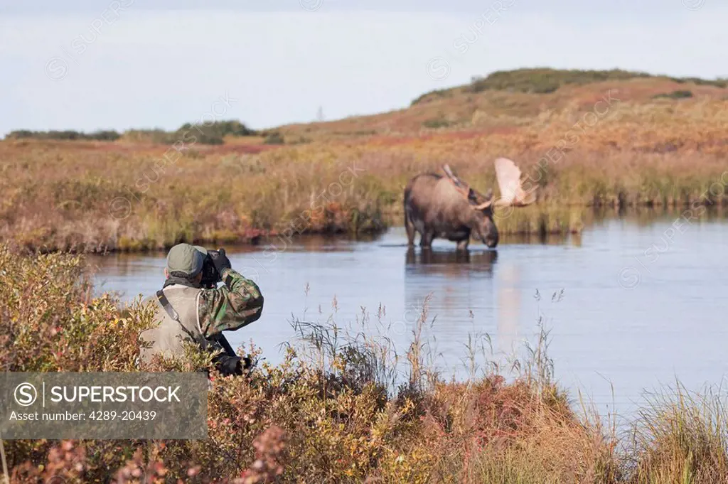 Person photgraphing a bull moose wading in a pond during Autumn in Denali National Park, Alaska