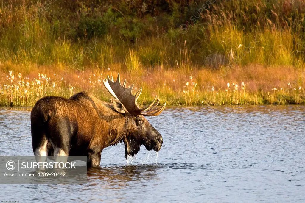 A large bull moose wades through a permafrost pond in Denali National Park near Wonder Lake, Interior Alaska, Fall