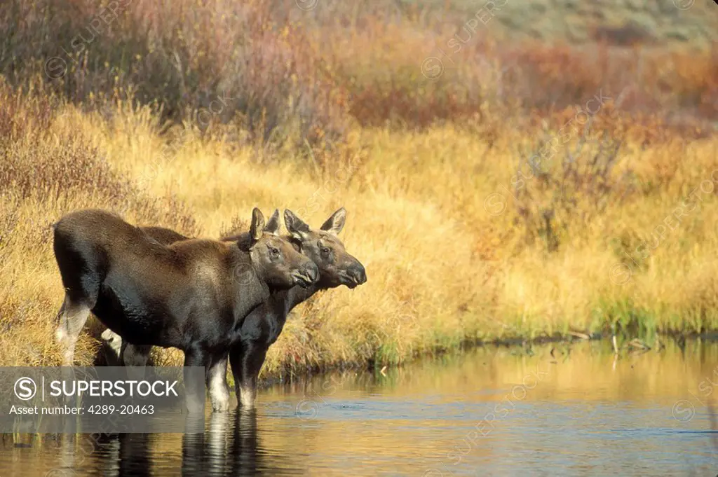 Moose twin calves standing on stream bank in Fall, Grand Teton National Park, Wyoming