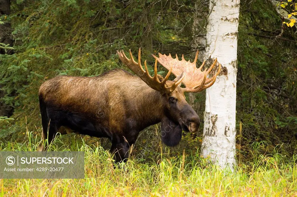 Bull Moose walking through forest Chugach State Park Anchorage Alaska Autumn