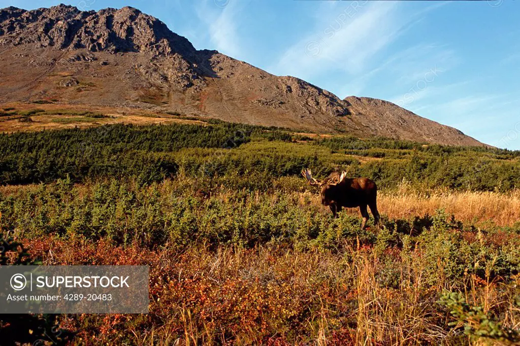 Bull Moose grazing on hillside w/Flattop Mtn background Chugach State Park Southcentral AK Autumn