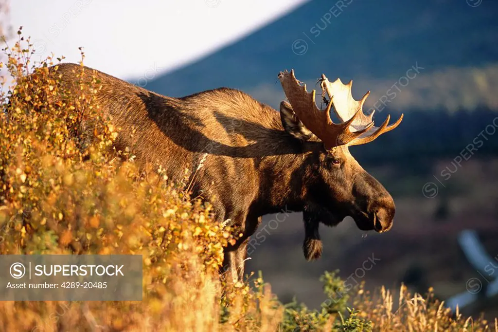 Bull Moose grazing on hillside Chugach State Park Southcentral Alaska Autumn