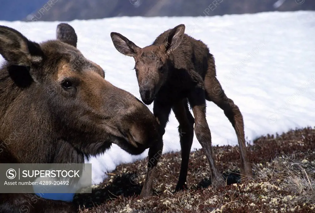 Mother Moose Head Calf Walking Southcentral AK Fall Scenic Portrait