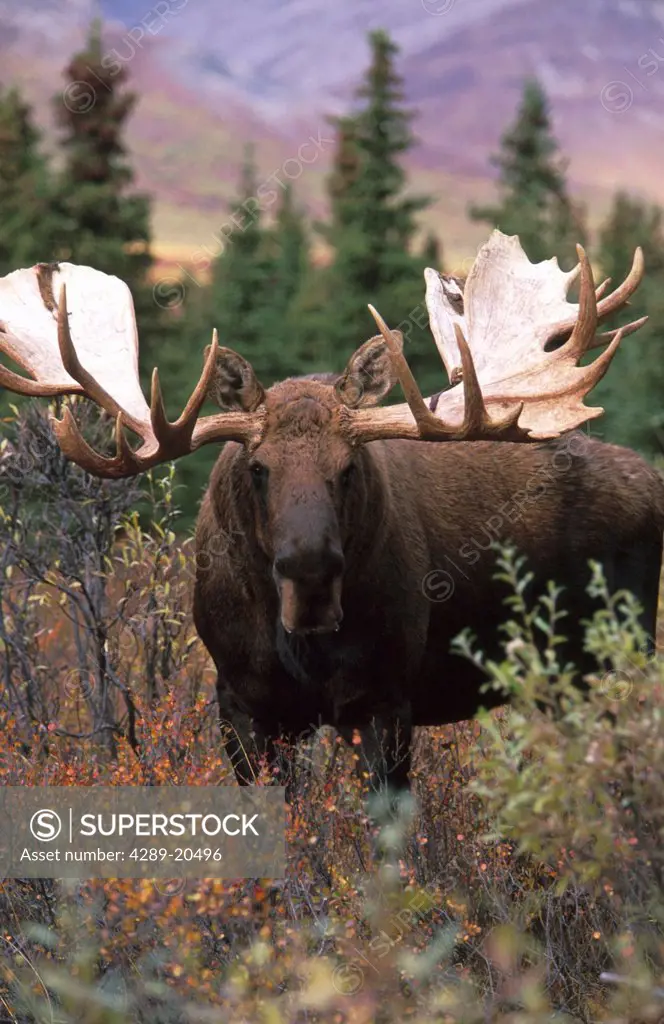 Bull Moose Denali Nat´l Park Southcentral Alaska Fall portrait