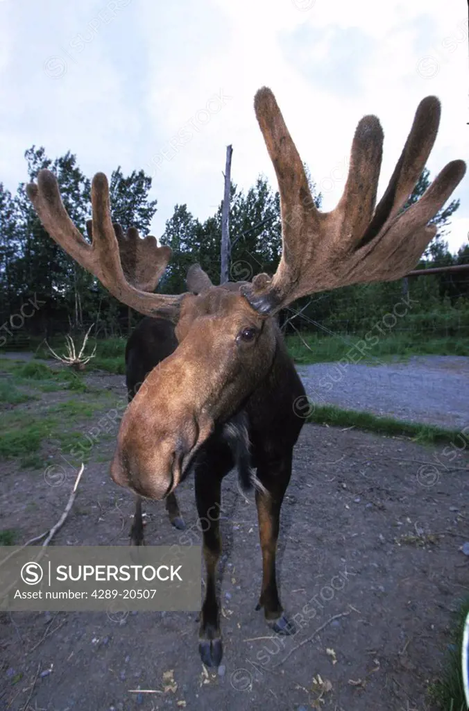 Moose standing Big Game Alaska Southcentral AK /nW/ & w/o background