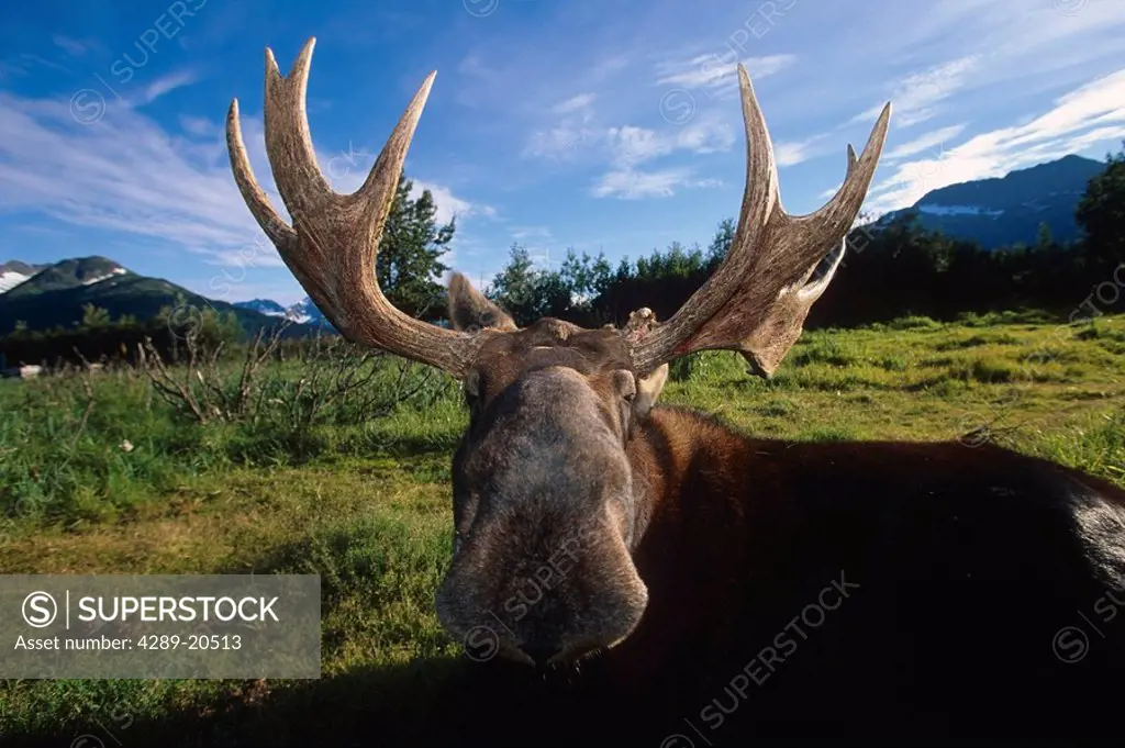 CAPTIVE Moose standing Alaska Wildlife Conservation Center in Southcentral Alaska CAPTIVE