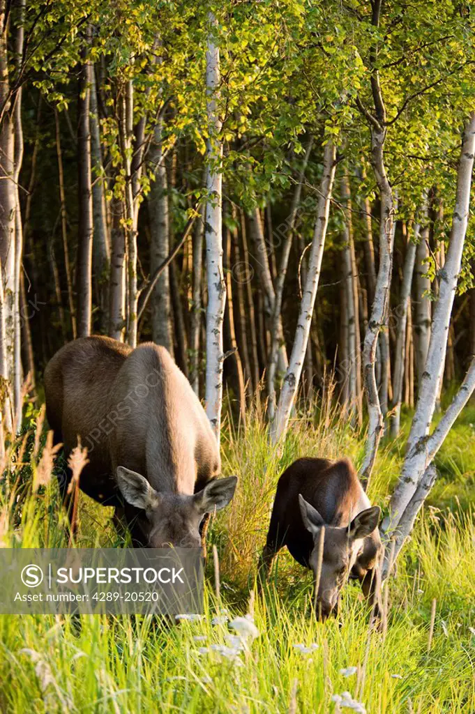 Cow and calf moose feeding along the Tony Knowles Coastal Trail at sunset during Summer in Anchorage, Southcentral Alaska