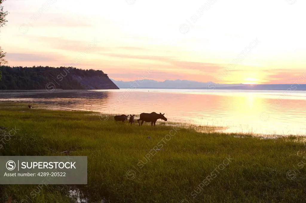 Cow and two calf moose feeding along the Tony Knowles Coastal Trail at sunset during Summer in Anchorage, Southcentral Alaska