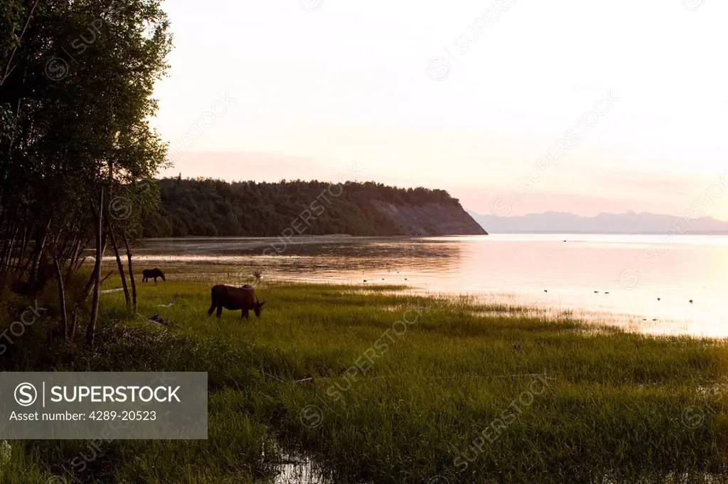 Cow and two calf moose feeding along the Tony Knowles Coastal Trail at sunset during Summer in Anchorage, Southcentral Alaska
