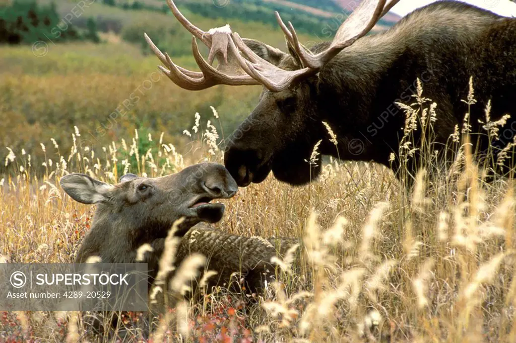 Bull Moose Follows Cow in Rut Chugach SP SC AK Fall
