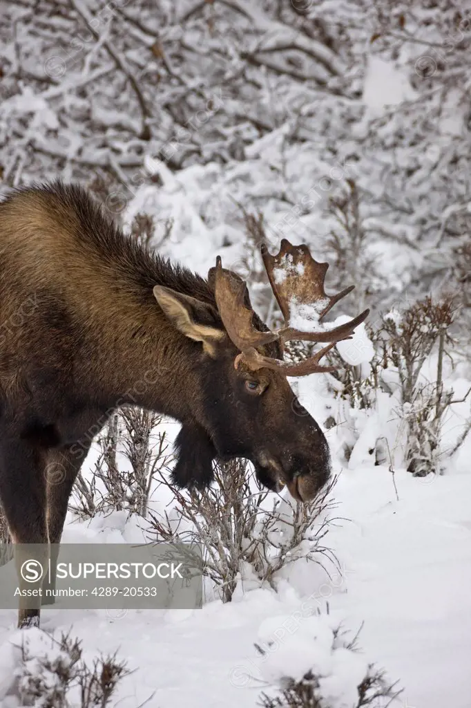Young bull moose browsing amongst snowcovered foliage near Kincaid Park in Anchorage, Southcentral Alaska, Winter