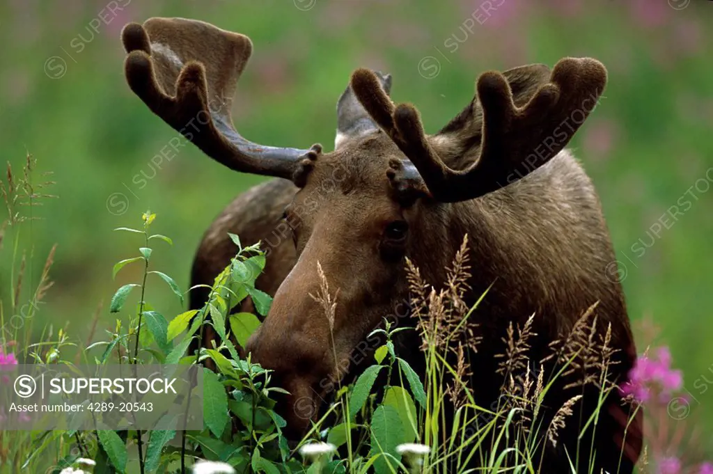 Bull Moose in Velvet Arctic Valley SC Alaska Summer