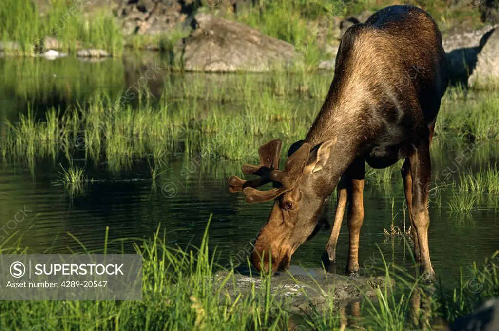 Young Bull Moose Drinking Potter Marsh SC AK Summer