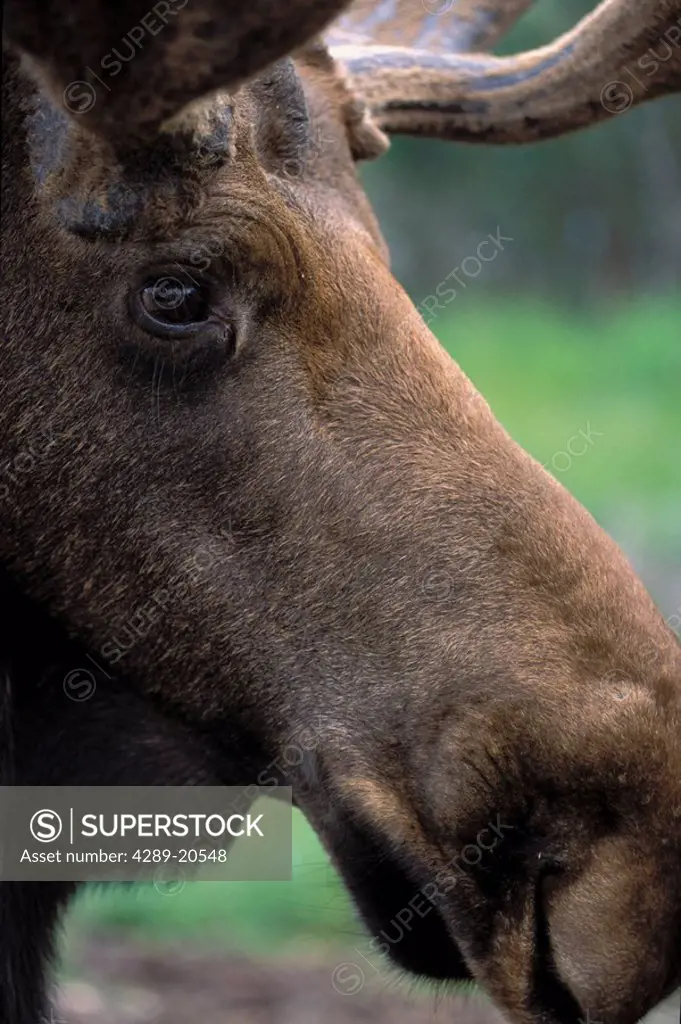 Close Up Portrait of Bull Moose SC AK Summer Captive /nAK Big Game Animal Park