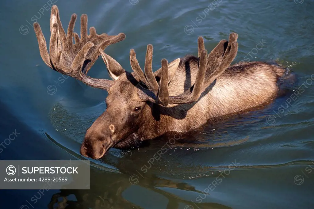 Bull moose swimming in pond Captive Southcentral Alaska Summer Big Game Alaska