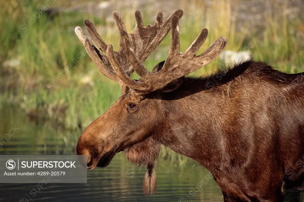 Close up of Bull Moose in velvet @ Big Game Alaska Captive Southcentral AK Summer