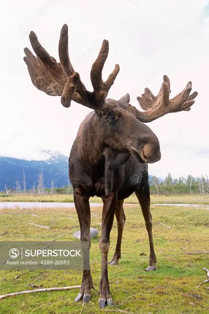 CAPTIVE Bull Moose at the Alaska Wildlife Conservation Center in Southcentral Alaska.
