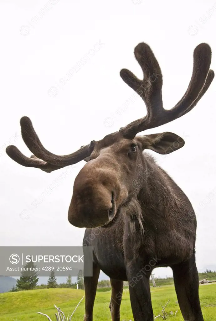 Close up of young bull moose at the Alaska Wildlife Conservation Center in Portage, Southcentral Alaska Summer CAPTIVE