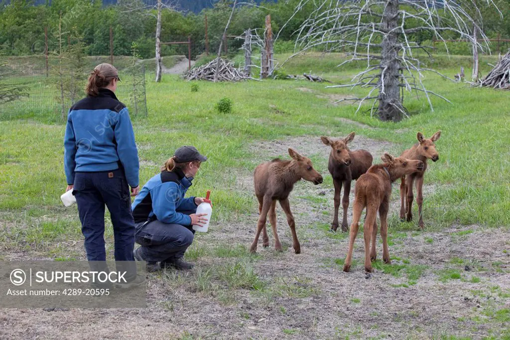 Captive moose calves being bottle fed by interns at the Alaska Wildlife Conservation Center, Southcentral, Spring
