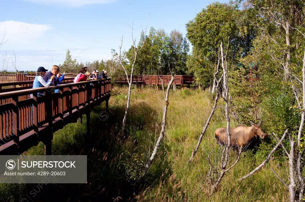 Visitors photograph a cow moose near the boardwalk at Potter Marsh near Anchorage in Southcentral Alaska