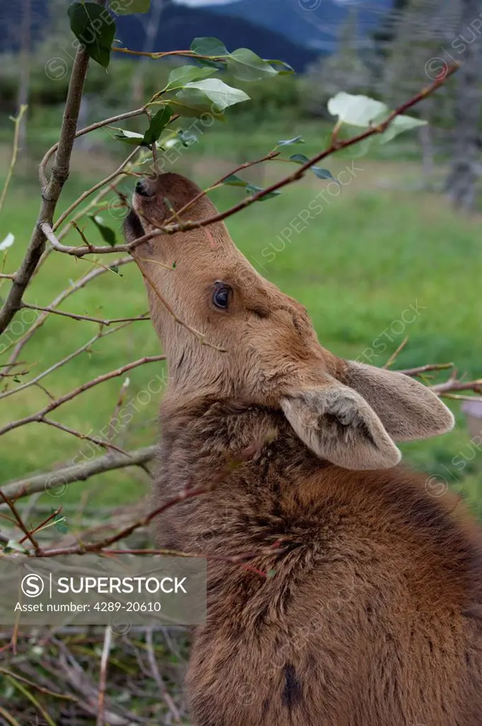 CAPTIVE moose calf stretches its neck to reach some leaves at the Alaska Wildlife Conservatiion Center, Southcentral Alaska