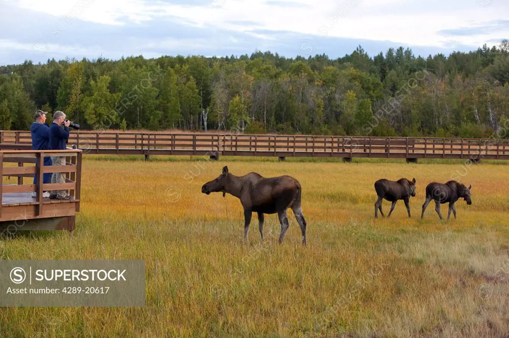 A cow moose and her twin calves browse near the boardwalk at Potter Marsh with visitors looking on and taking pictures, Southcentral Alaska