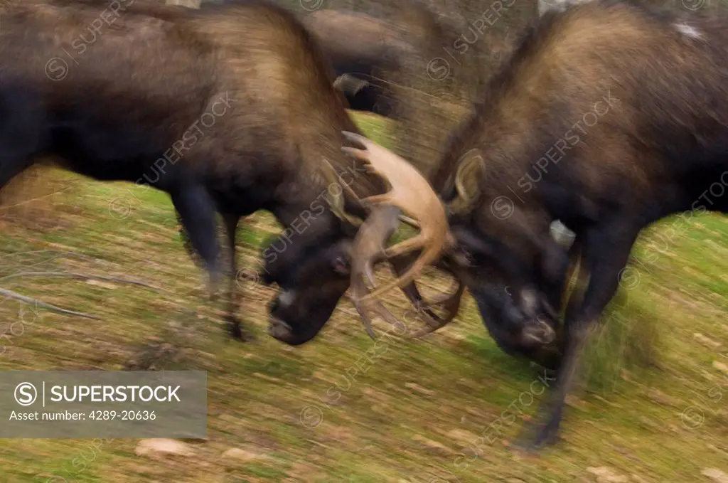 Two bull moose spar, Anchorage, Southcentral Alaska, Autumn