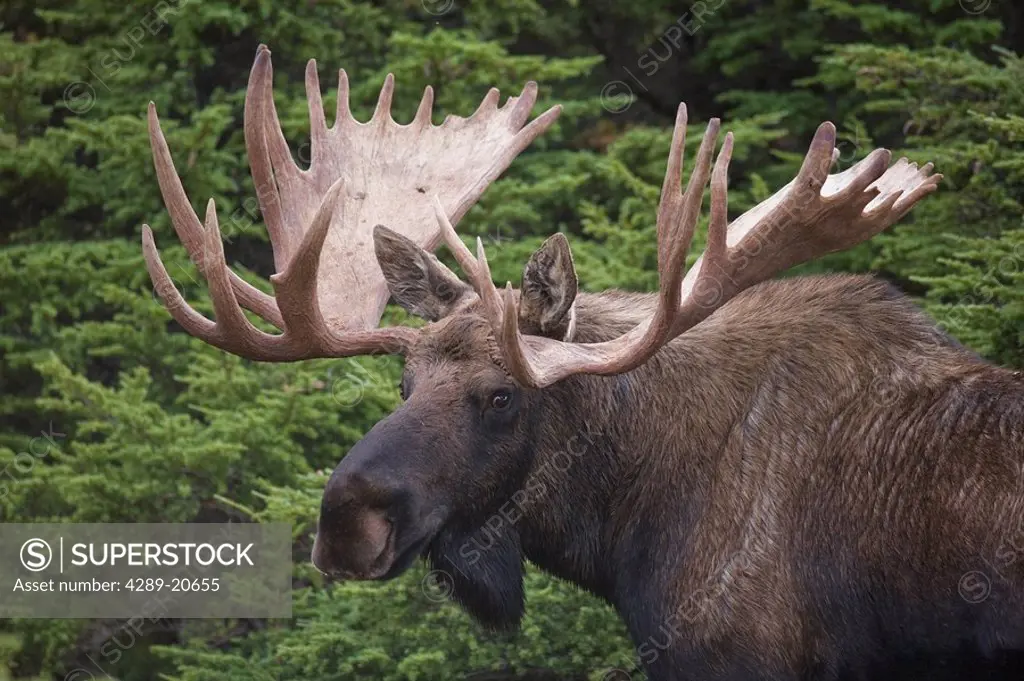 Portrait of a bull moose on Powerline Pass in the Chugach Mountains near Anchorage, Chugach State Park, Southcentral Alaska