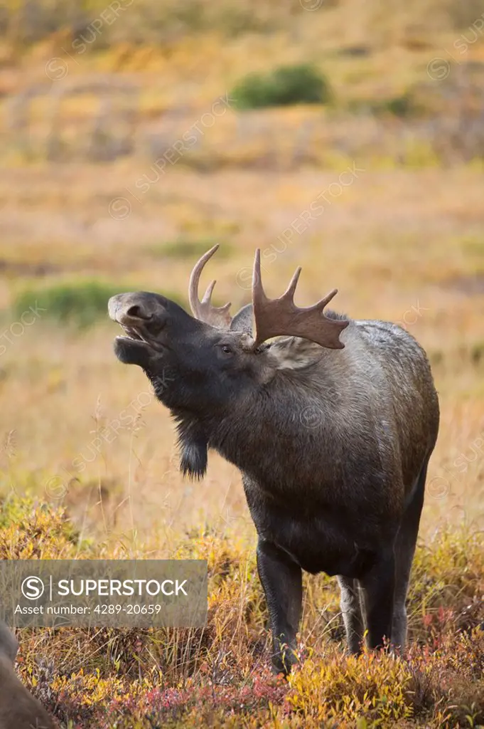 Young moose bull showing a flehmen response lip curlduring rut season, Powerline Pass, Chugach State Park, Chugach Mountains, Alaska
