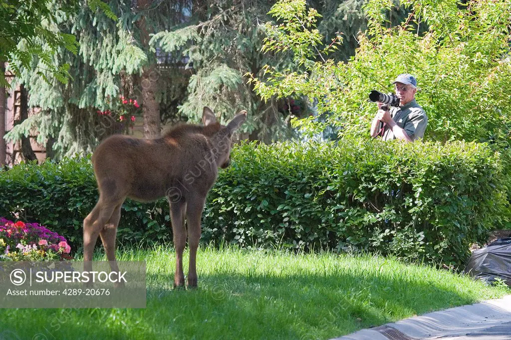 Photographer takes a picture of a young moose calf in a residential neighborhood, Anchorage, Southcentral AK, Summer